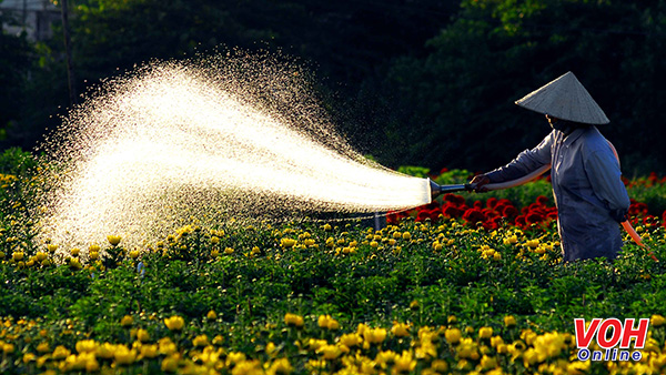 胡志明市花村春色满溢