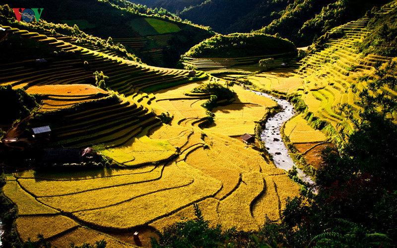 姆庚寨县梯田上黄澄澄的油菜花