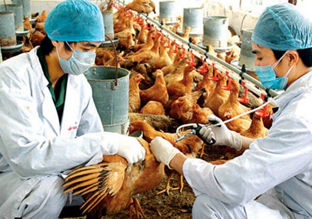 越南将成立H7N9型禽流感应急队