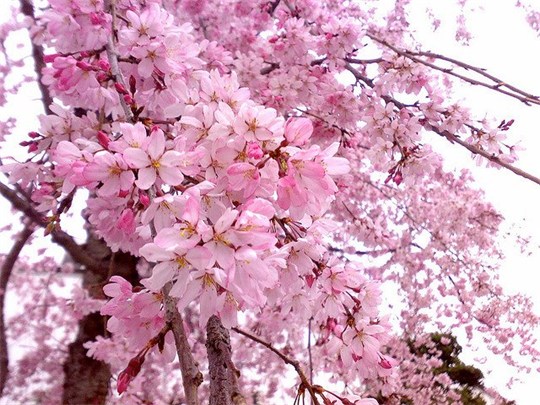 日本文化交流活动与樱桃花展在河内举行
