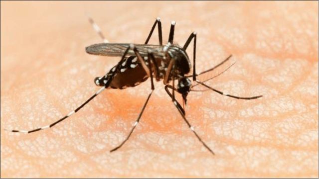 巴西黄热病疫情已致82人死亡