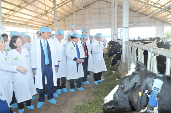 越南首个有机奶牛养殖场竣工