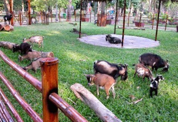 胡志明市拟将Saigon Safari公园建成生态旅游度假区