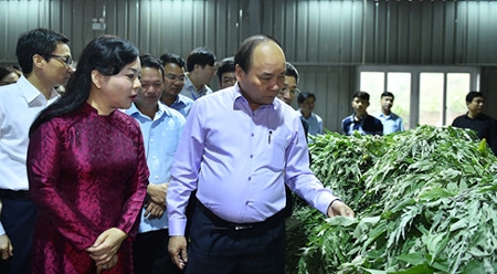 阮春福总理主持召开全国药材发展工作视频会议