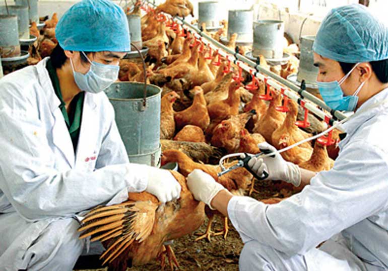 越南兽医局公布全国禽流感疫情结束