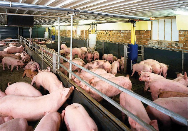 同奈省对柬埔寨活猪出口量猛增