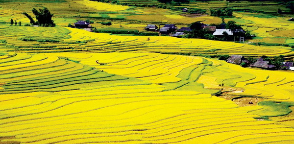 越南进入全球前十大水稻种植国家之列  排名第六