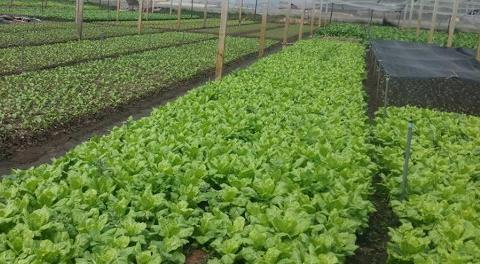 2017年前5个月越南农林水产品出口额达137亿美元