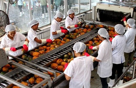 2017年前5个月越南蔬果出口额约达14亿美元