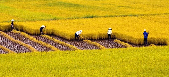 FAO预测越南2017年跻身大米产量最大的5国行列