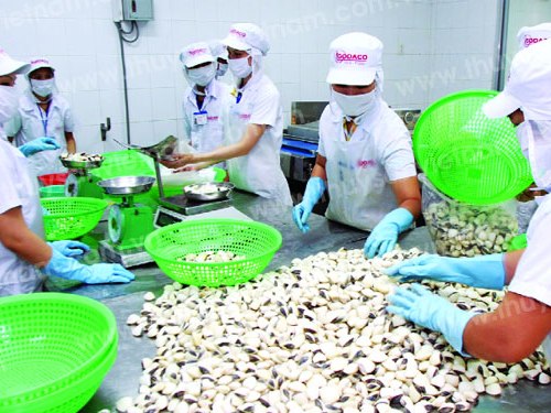 越南首批无公害文蛤远销欧洲