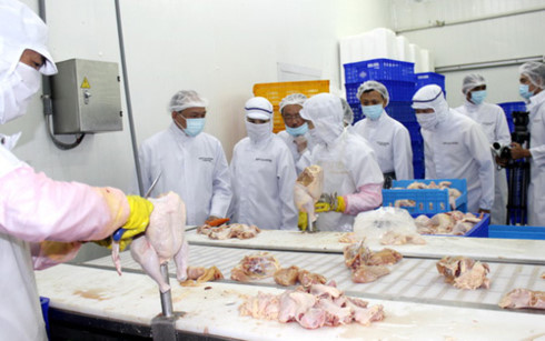 日本正式允许进口越南鸡肉