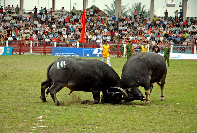加强对涂山斗牛节和其他庙会的管理与组织工作