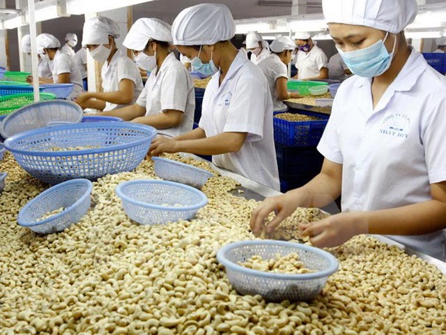 越南连续12年成为全球第一大腰果仁加工和出口国