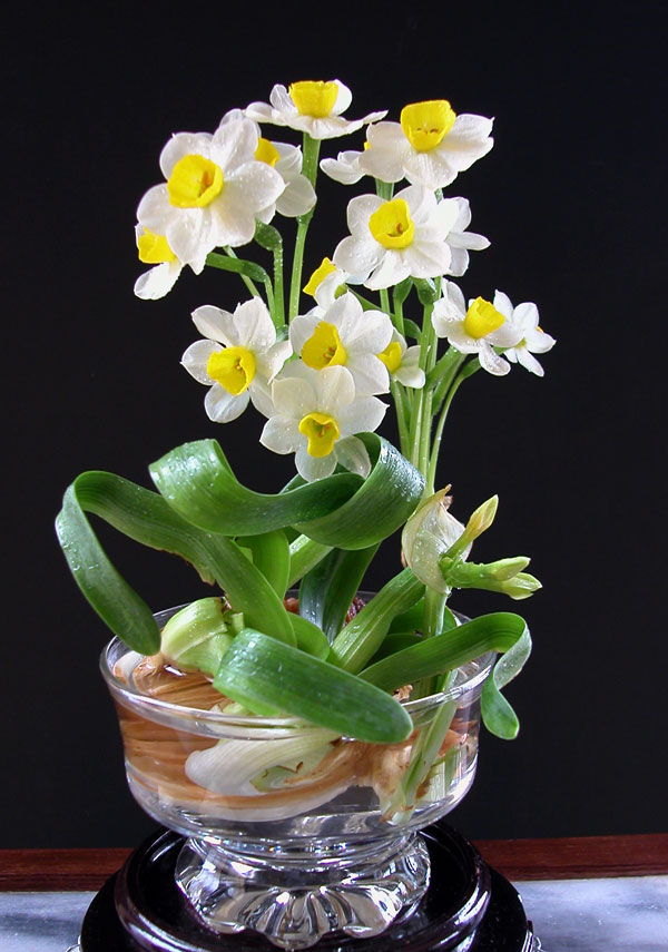 河内市民春节养水仙的乐趣