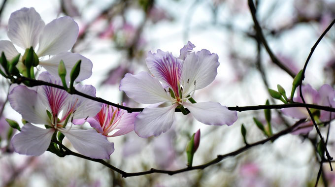 奠边省羊蹄甲花节即将举行