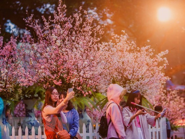 日本樱花在李太祖花园怒放 迎接越日文化交流节