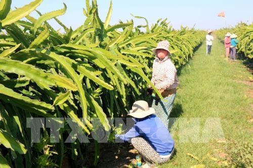 越南安江省与澳大利亚加强农业合作
