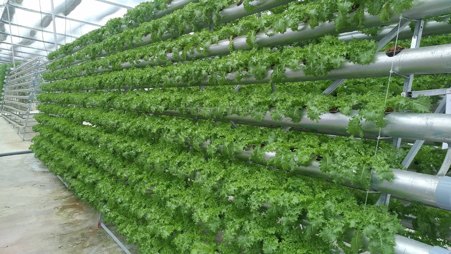越南绿色蔬菜种植技术征服新加坡市场