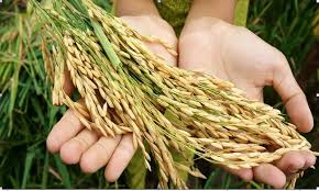 联合国粮农组织警告亚太地区未来或面临食品安全问题