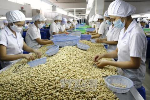 越南腰果业朝着提高附加值和可持续发展方向实现结构重组