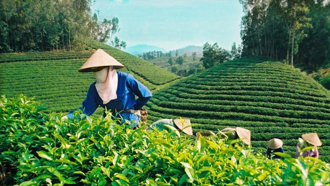 巴基斯坦是越南茶叶最大出口市场
