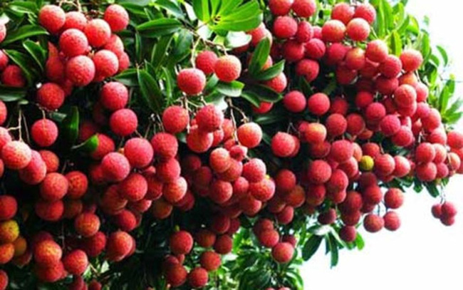北江省今年荔枝时节收成好价格高