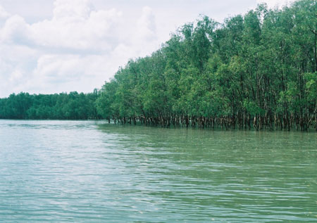 全球变暖致森林土壤吸收温室气体能力下降