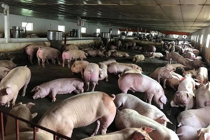 越南暂停进口来自匈牙利和波兰的猪肉及其制品