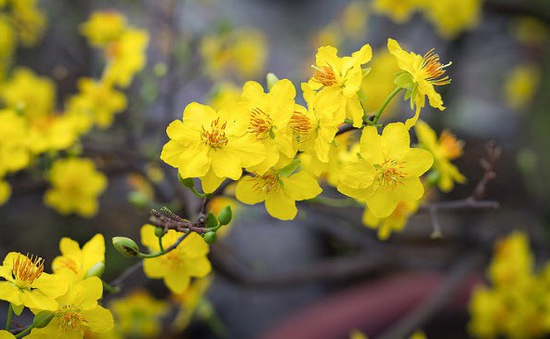 越南人春节赏花玩盆景