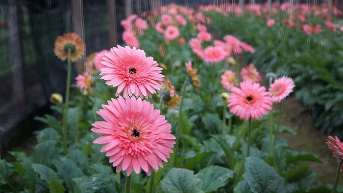 花村进入春节季