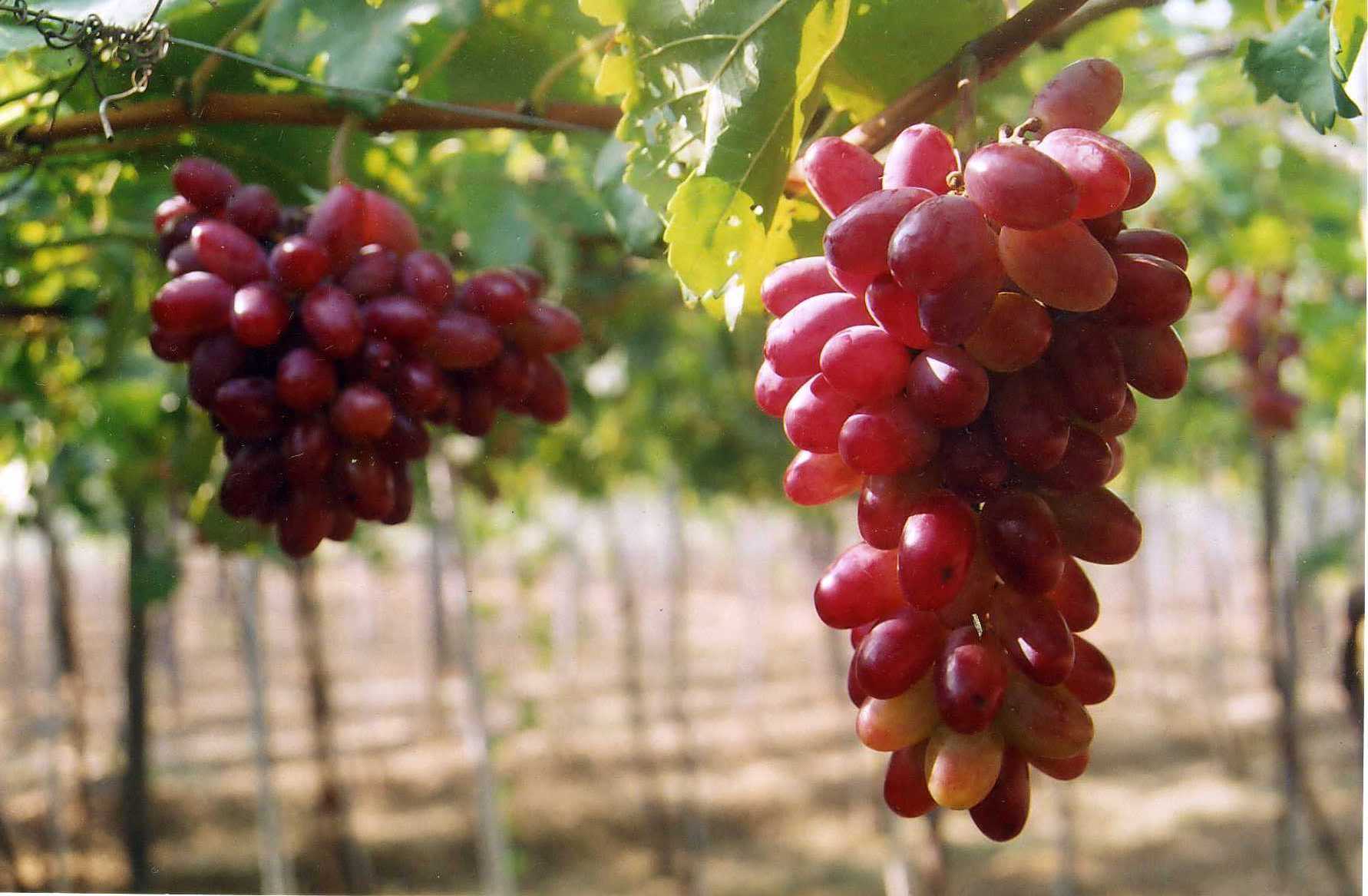 2019年宁顺葡萄和葡萄酒节将吸引大量游客