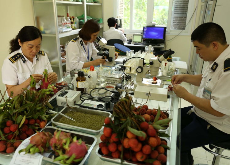 欧盟修改植物检疫检查规定