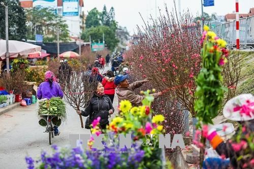 2020年河内迎春花市即将开市 50多个迎春花市