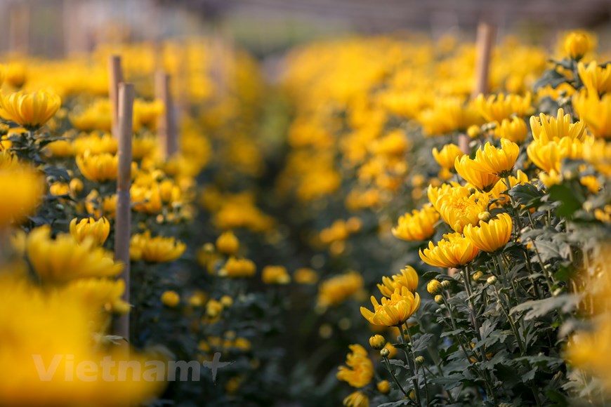 2020年庚子春节前夕造访西就花村