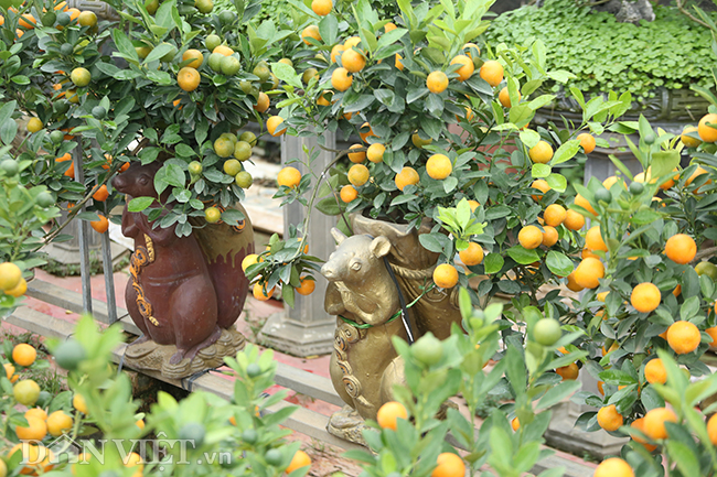 越南人春节赏橘文化