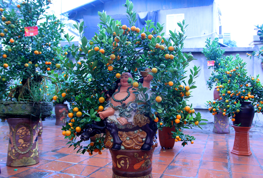 别具一格的2020年四莲金桔艺术精华展览会