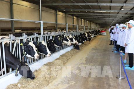 VINAMILK获取准许对中国出口乳制品的注册编码