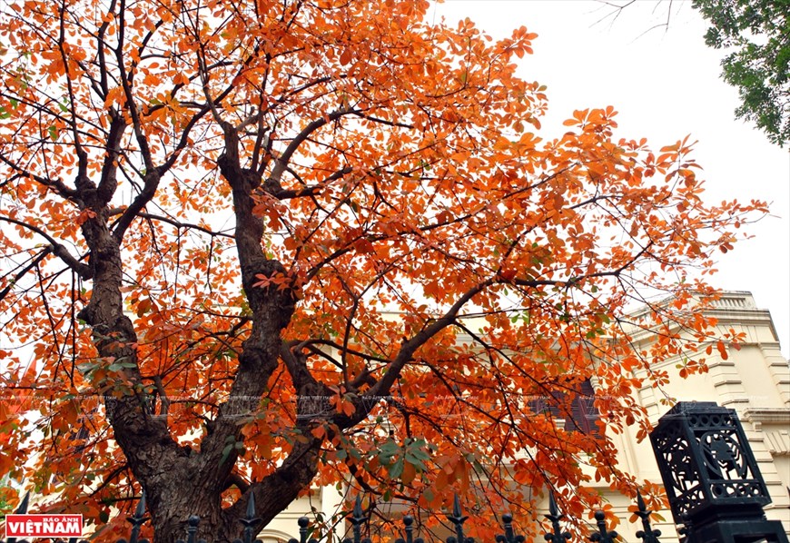 河内市：独具魅力与浪漫的换叶季节