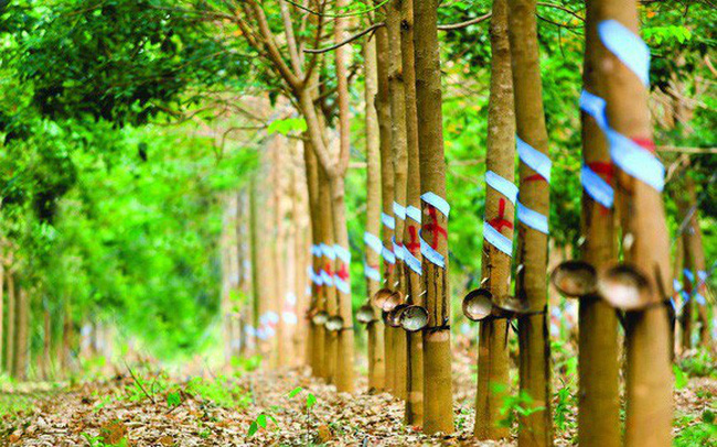 越南北部山区将新增三家橡胶加工厂