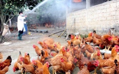 越南清化省宣布甲型H5N6禽流感疫情结束