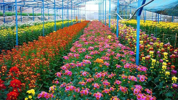 越南林同省大叻市花卉出口额猛增