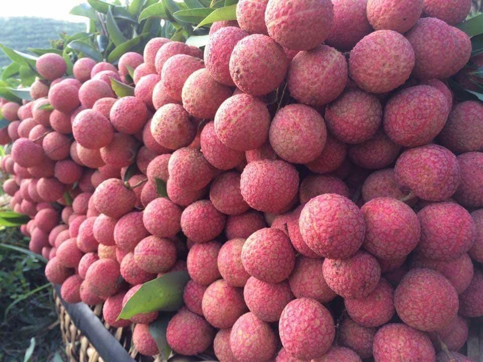 日本专家将赴越南对输日荔枝进行检查