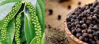 维护富国胡椒品牌