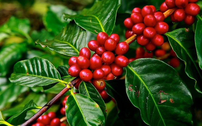 进军欧洲市场的标准——越南咖啡实现转型的动力