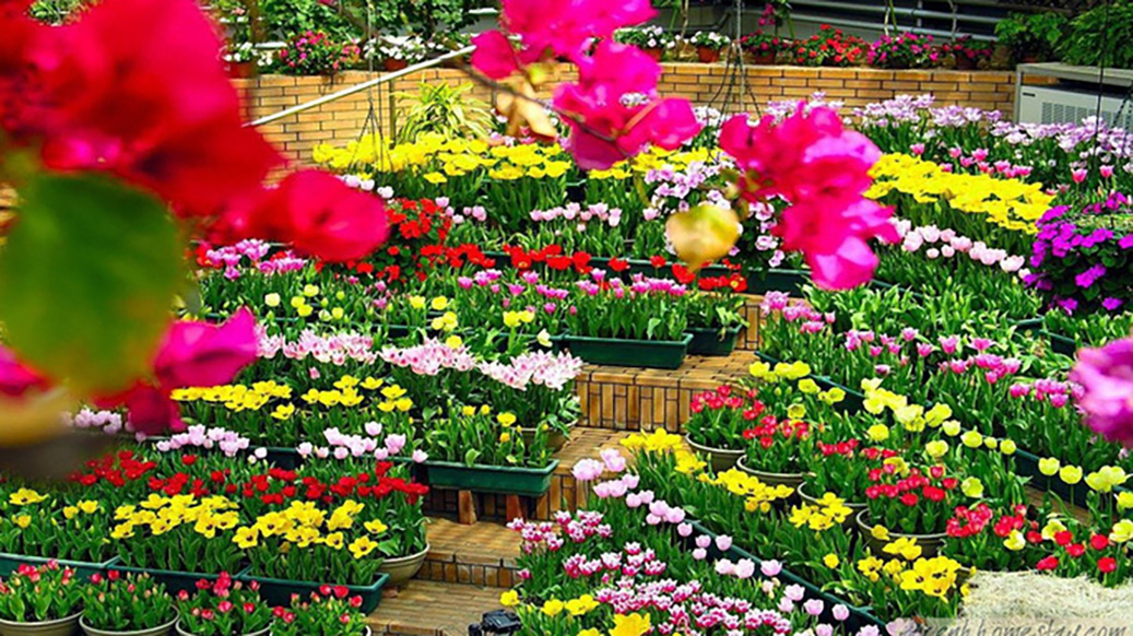 广平省将承办2023年国际花卉节