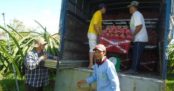 越南经老街省金城口岸向中国出口逾1 4万吨火龙果