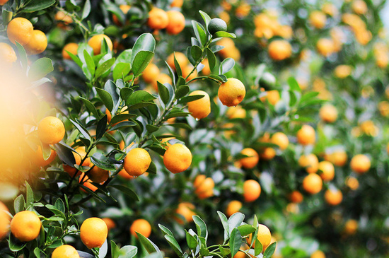 春节家里摆放盆金橘的寓意