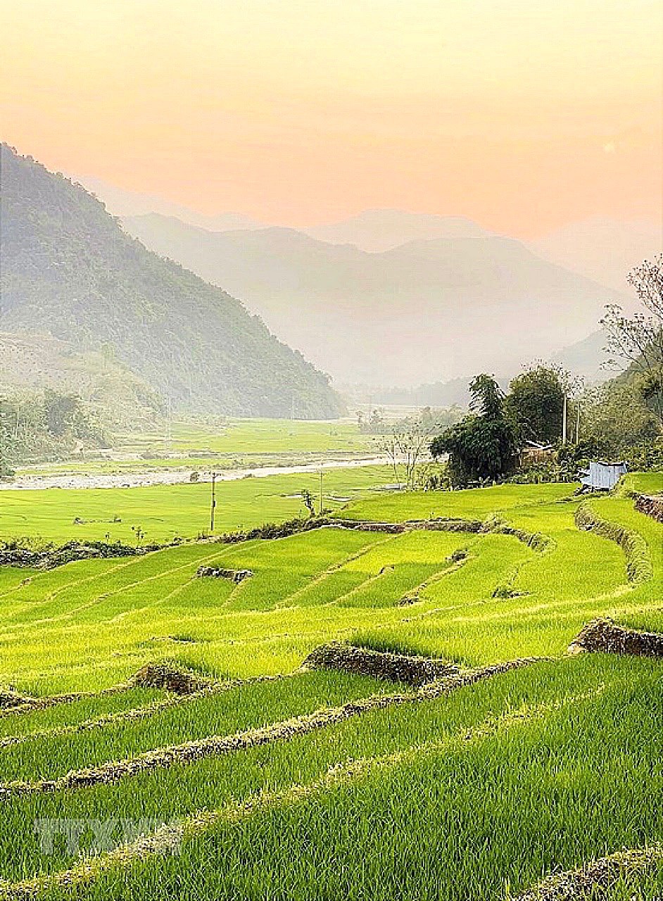 美如画的莱州省边区水稻幼苗梯田