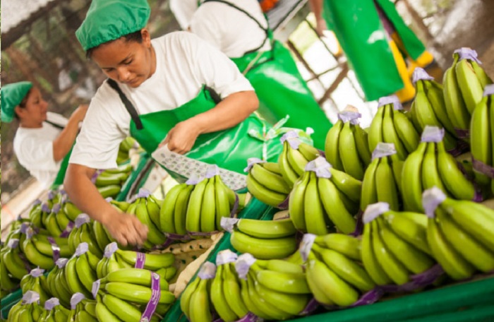 越南香蕉对欧盟的出口价格升至高位